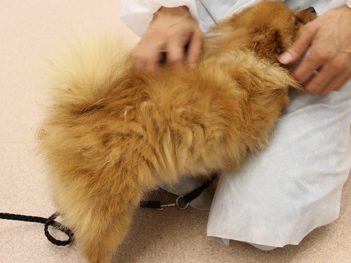 職員に甘えるモデル犬のししまる