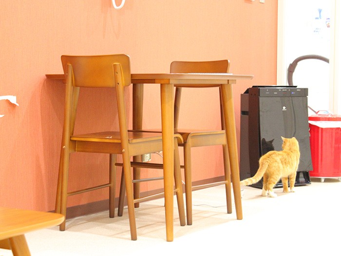 猫の室内飼育体験室で遊ぶ猫