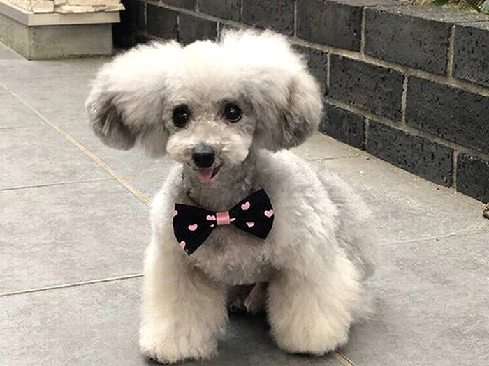 3度目のトリミング後、茶色い毛が減って美しく