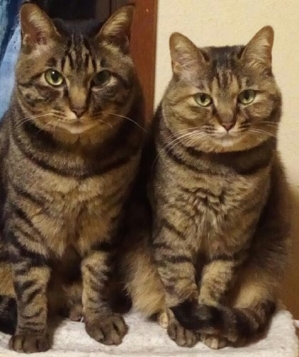 グル(左)とマロコ(右)は、仲のいい夫婦だった。グルは子煩悩な雄猫で、娘のメロとトトを甲斐甲斐しく世話した(チィパッパさん提供)