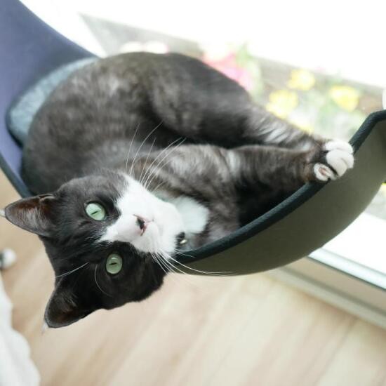 お外がトラウマになったハチは、現在窓からのニャルソックを楽しんでいる(のんのんさん提供)