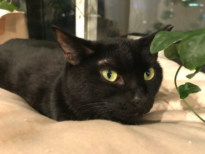 ふかふかのクッションに埋もれるのが好き(写真提供:西尾京子さん)