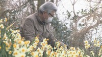 震災で“生まれた交流”今も…遠く離れた2つの島を繋ぐ「スイセン」 香川・男木島