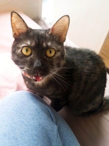 ”遊んでほしい”ビーム(提供写真)