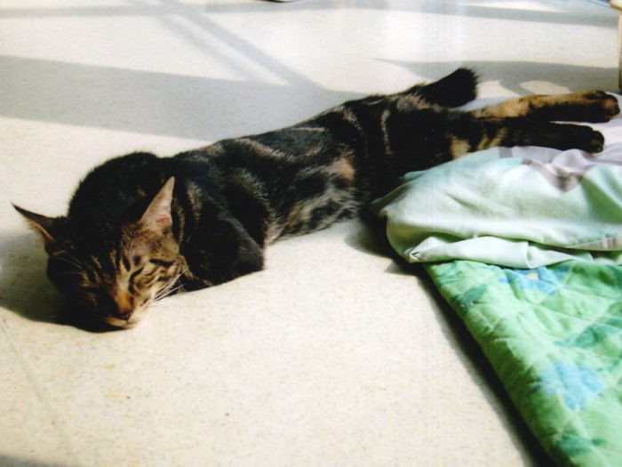 ひだまりの特等席