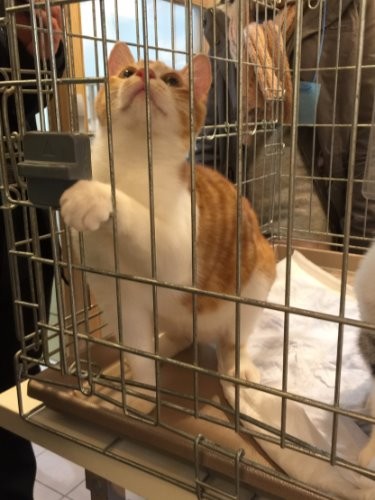 譲渡会に参加した時のぽん太 「手を伸ばしてアピールしたんだ」