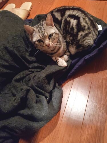 入院中、毎日猫の世話にいっていたのですが、ある日「帰らないで」というように、床に落ちた私のコートにどっかり