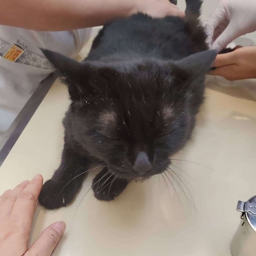 先生と看護師さんと愛猫と自分のよいスクエア(四角)関係を築きたい