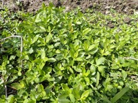 岡山県矢掛町の水田で特定外来生物・ナガエツルノゲイトウを確認 県が注意喚起