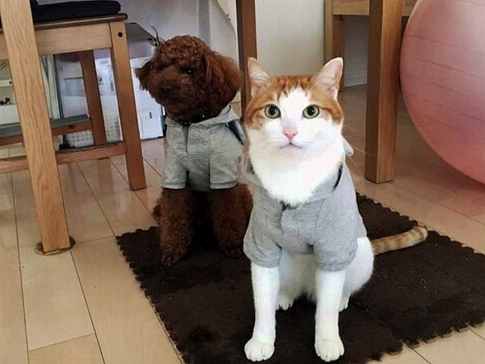 みたらし(手前)とモップ