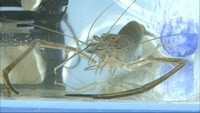 テナガエビを増やして湖もきれいに 岡山・児島湖で実験