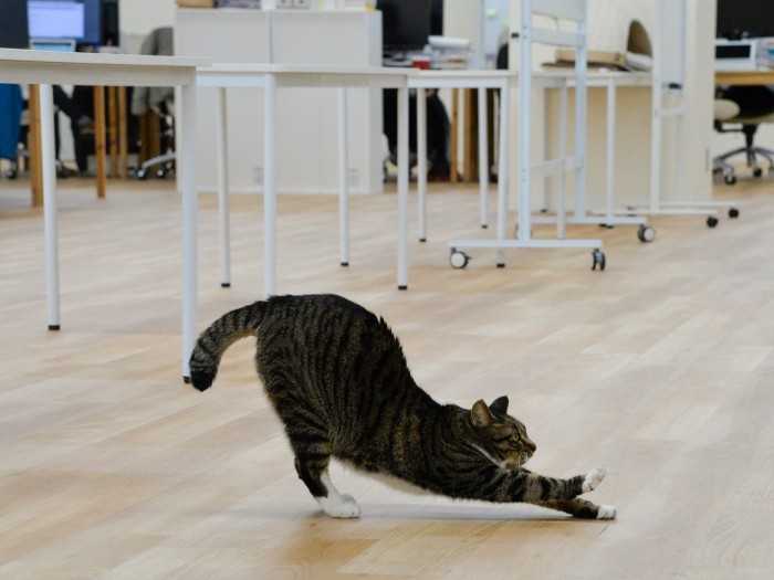 シーちゃんのウルトラC級伸び~(小林郁人撮影)