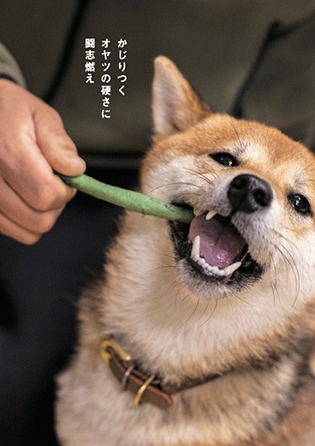 「かじりつく オヤツの硬さに 闘志燃え」shiba's eyesより(辰巳出版提供)