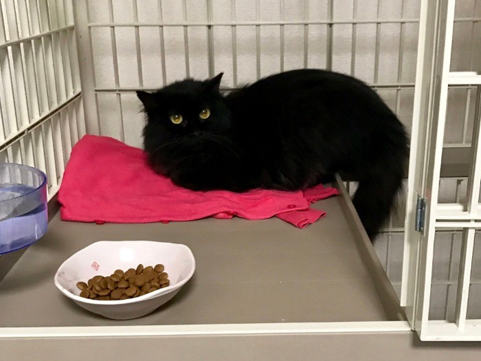 トライアル中。警戒心が強く、しっぽは下向きに(写真提供:大日向慶子さん)