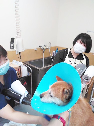 彩の国会議の活動の一環として、埼玉県の動物指導センターで、ボランティアトリミングを行っている(西村さん提供)