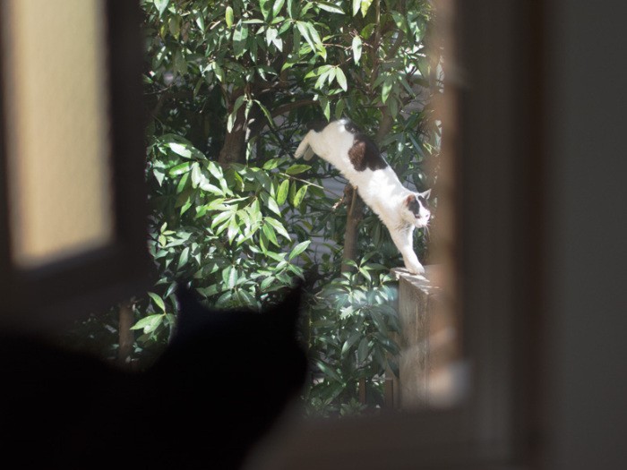 「あ、ミーだ。歳のわりに身軽なんだよね」(小林写函撮影)