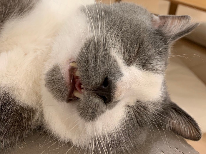 この寝顔を楽しむのもいい息抜き