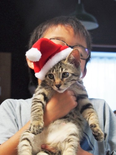 今年のクリスマスは、うんとにぎやかになりそう