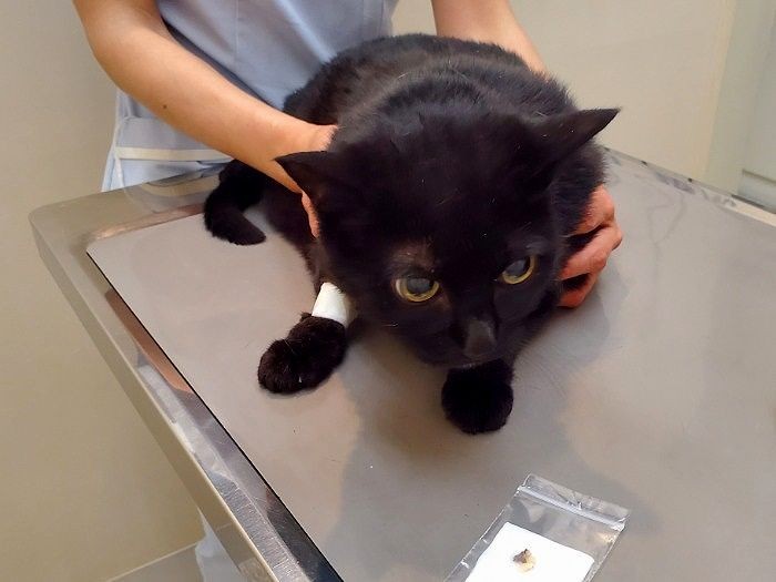 抜いたのは上の奥歯。「ダメージを考え、下の歯は残しました」と先生。少し麻酔が覚めにくかったそうです