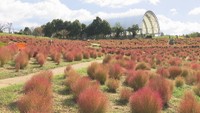 秋の訪れ まんのう公園で約6000株のコキアが赤く色付く 香川