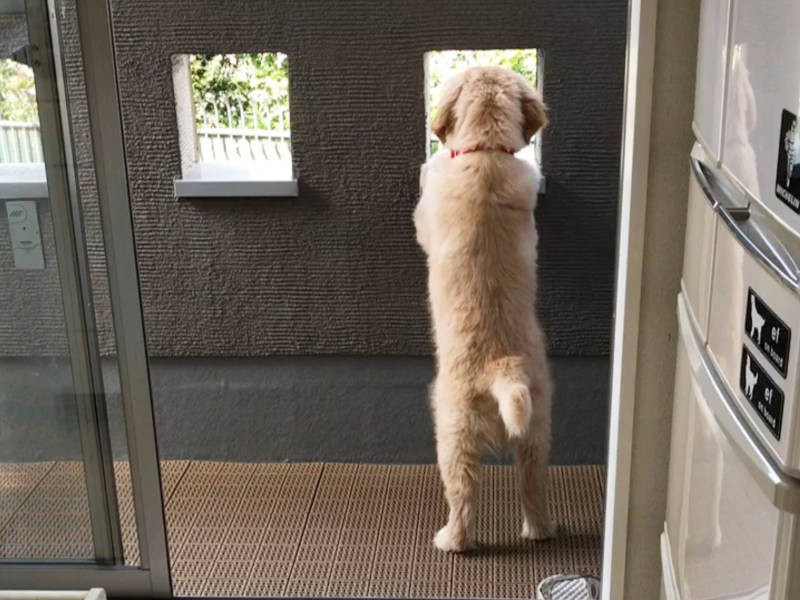 こちらはコメが外をのぞいている姿(efrinmanさん提供)