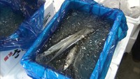 不漁のサンマが3尾で200円…新鮮な魚や野菜がずらり 市場の一般開放 高松市