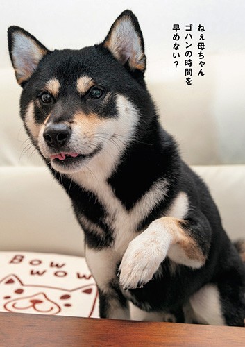 「ねぇ母ちゃん ゴハンの時間を 早めない?」shiba's eyesより(辰巳出版提供)