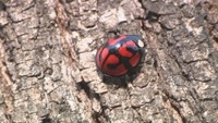 日本最大級のテントウムシ「カメノコテントウ」を見つけてみよう♪ 岡山・和気町