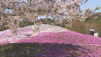 東かがわ市で13万株のシバザクラが見頃 2024年は新たにブランコの設置も 香川
