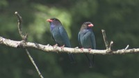 夏を告げる青い鳥「ブッポウソウ」が繁殖準備中 キラキラ輝く森の宝石 岡山