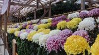 岡山後楽園で菊花大会 愛好家が丹精込めて育てた作品を展示 10月19日から