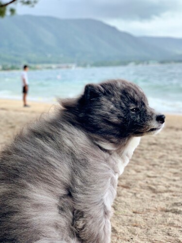 琵琶湖の風に吹かれて、たそがれ中