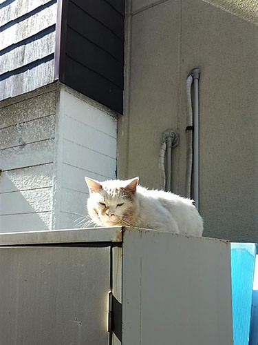 ノラ時代に守ってくれたボス猫シロ(冨森さん提供)