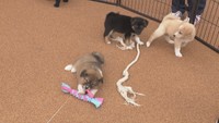 6月から犬猫のマイクロチップ義務化 「不用意に飼う人減れば…」と期待の声も 香川