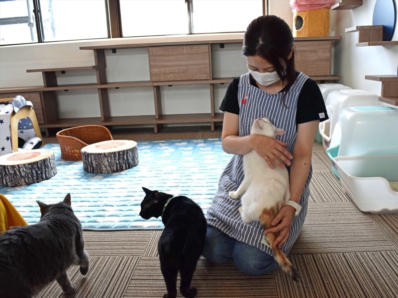 工藤さんが「もりねこプラス」に入ると、次々と猫が近づいてきて甘えていた