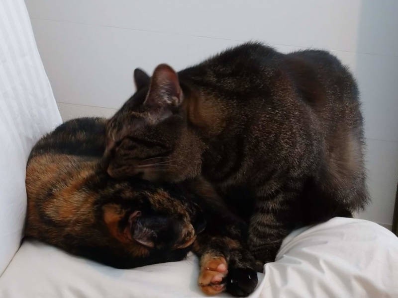 首もペロペロ。自分で舐めにくい場所は入念に