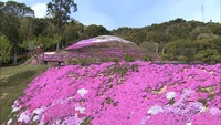 小高い山がピンクに染まる…「芝桜富士」まもなく見ごろ 香川・東かがわ市