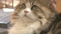 ネコに好かれるには?なぜ柔らかい? ネコにまつわる疑問【みんなのハテナ】