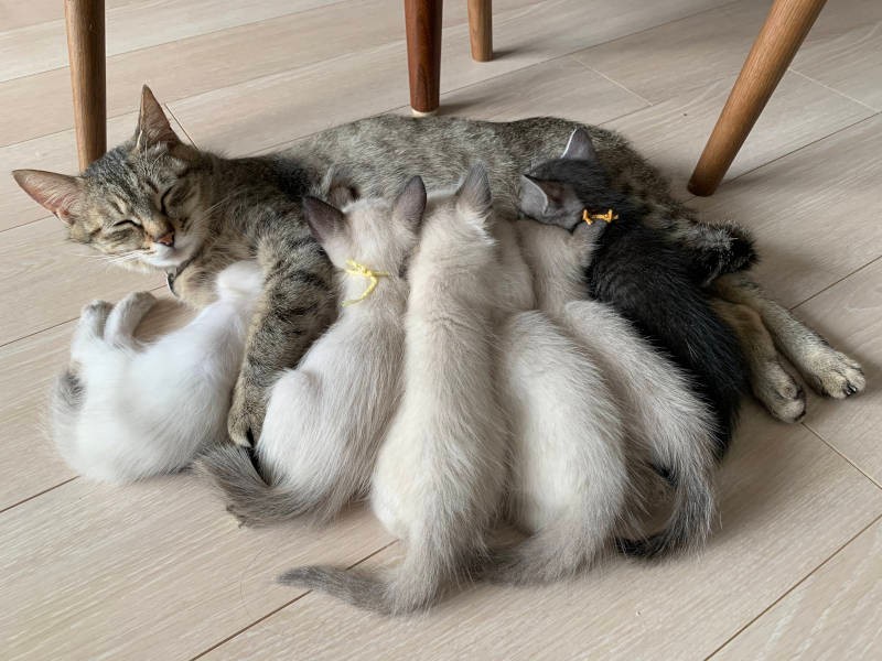 キャンプ場で保護した木瓜(もっか)は一家の自宅で子猫を産んだ(えりさん提供)