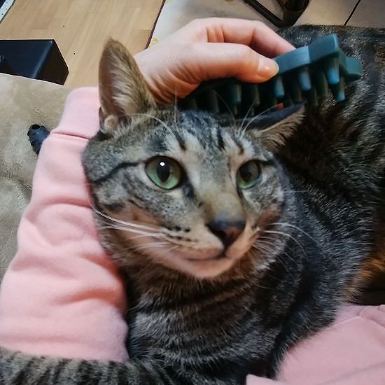 「僕はブラシ派だな、明日も頼むね」