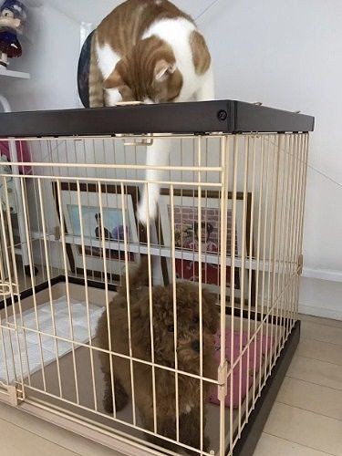 モップが来た日。みたらしは興味津々だった(提供写真)