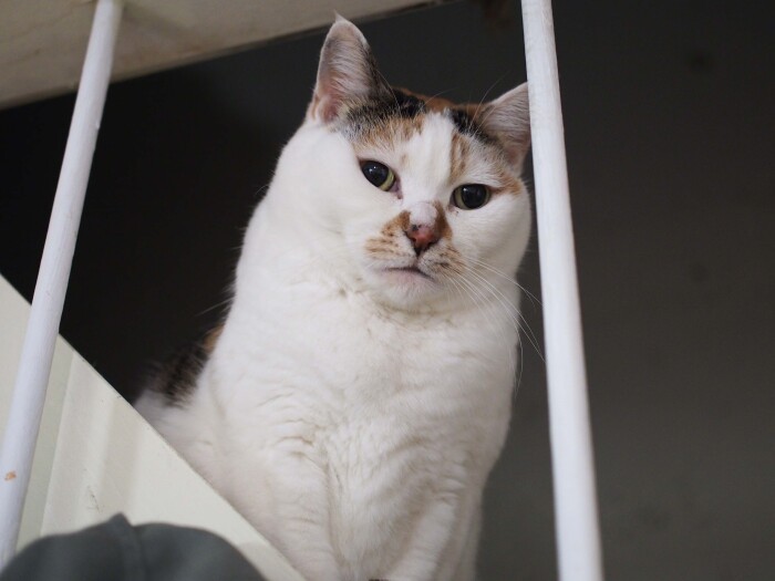 保護した時は下半身不随だったとは思えないほど、元気なご長寿猫・ちょび。その後の小田さんの「猫人生」へと導いた最初の猫