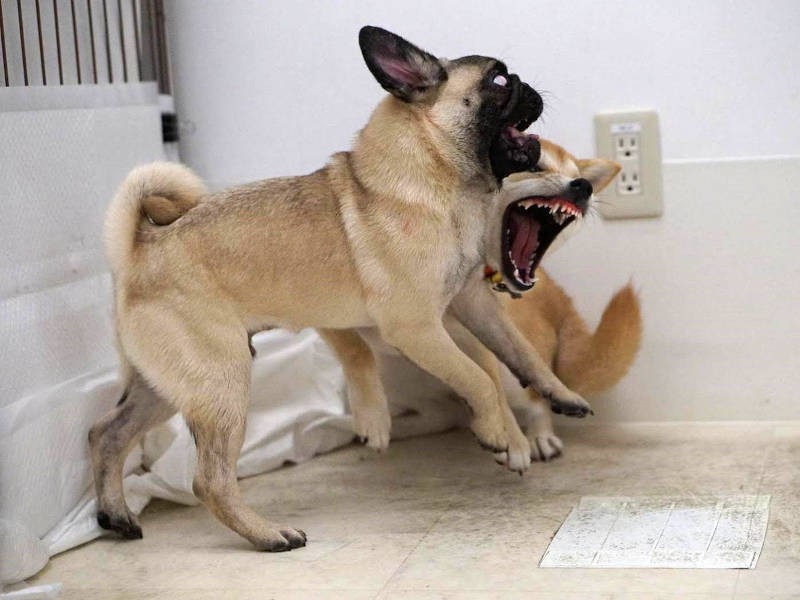 群れの柴犬さんとガチンコ勝負(UG DOGS提供)