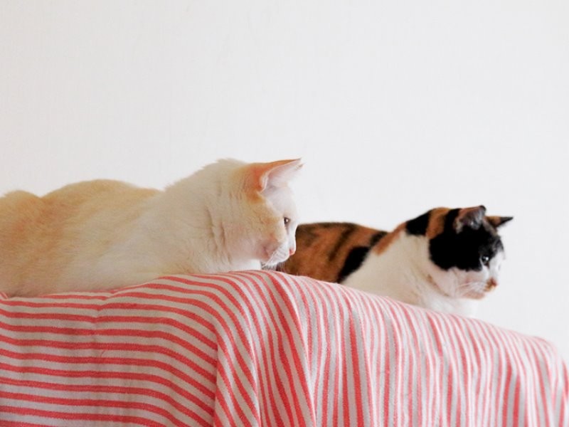 並んで座る、あおとれい (ケニア・ドイ 撮影)