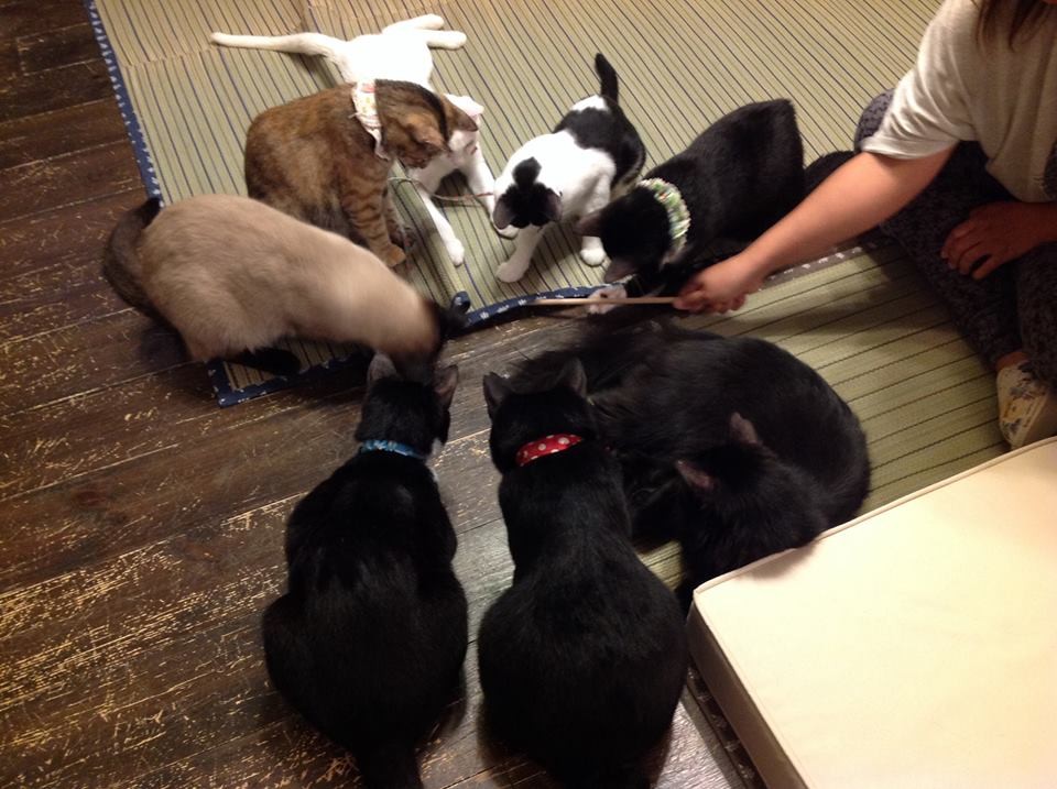 お客様のじゃらしに夢中(猫の館ME提供)