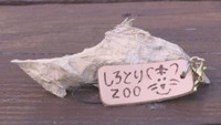 ファン待望?! ビーバーが「かじった木」をキーホルダーに しろとり動物園で販売 香川・東かがわ市