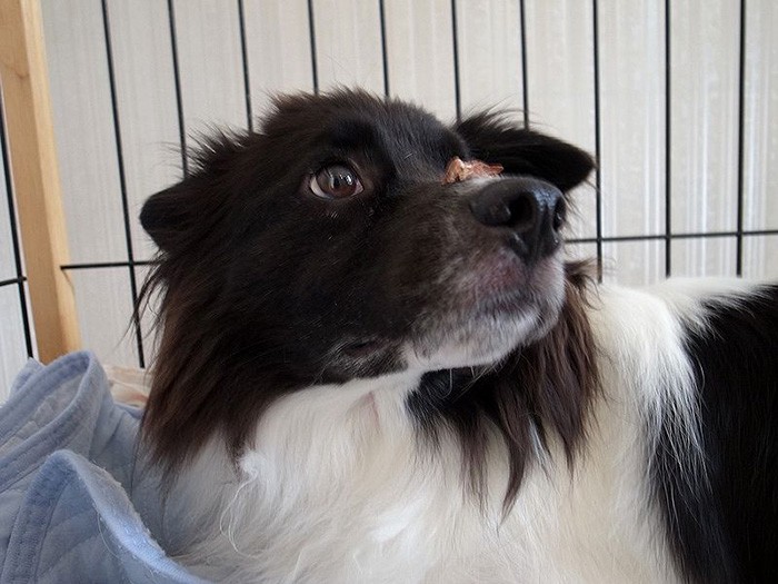 おやつの鼻乗せだってできるよ