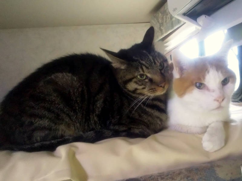 キャンピングカーでも兄者が大好き! 梵天丸もいやがらずに弟を可愛がっています。