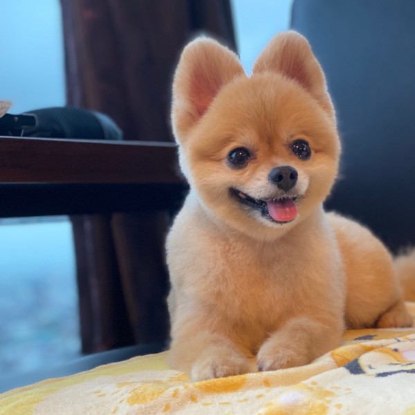 ポン太くん、にっこり。たくさん病気もして大変だったけど、幸せになって本当によかったね(お母さん提供)