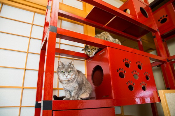 赤い色は日本家屋にも映える(ニャンダフルセルフノーマルサイズ)